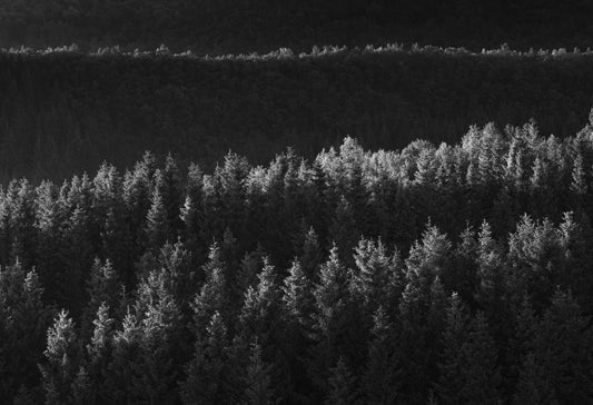 Lyset i en mørk skog