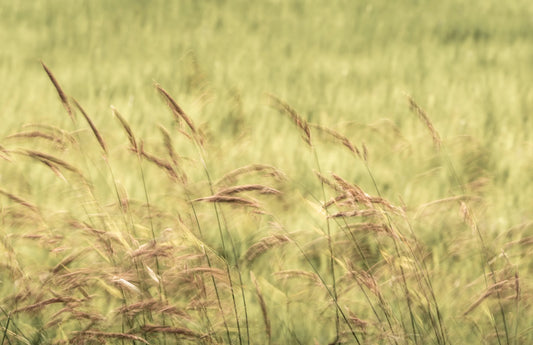 Sommervind
