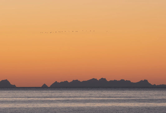Trekkfuglenes høstreise