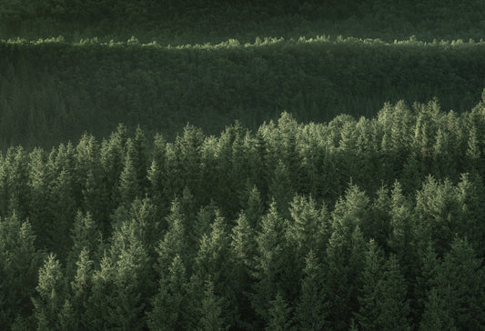 Grønne lunder -PREMIUM LIMITED EDITION-