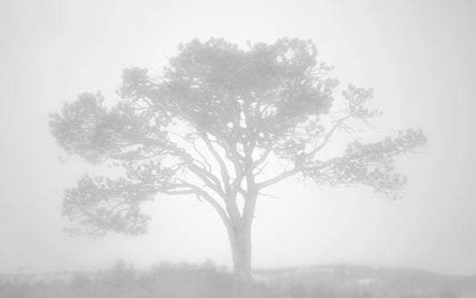 Tåketreet