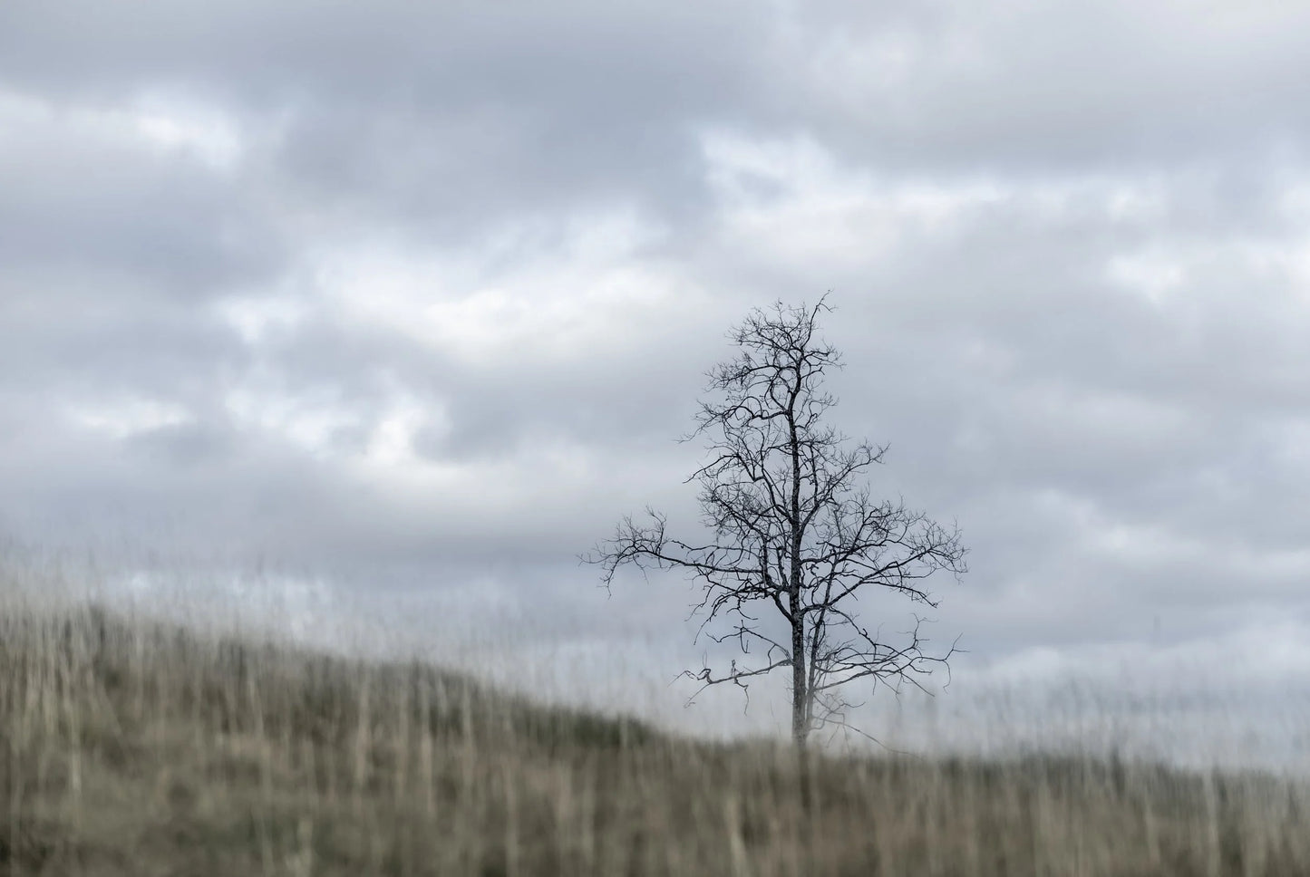 Blant lyng og gress