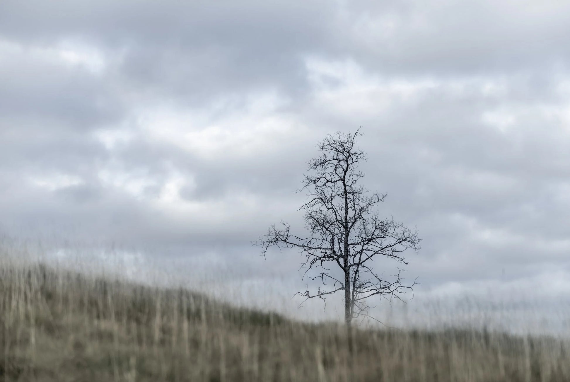 Blant lyng og gress