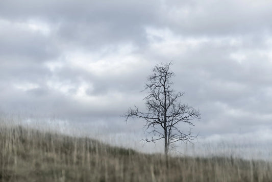 Blant lyng og gress
