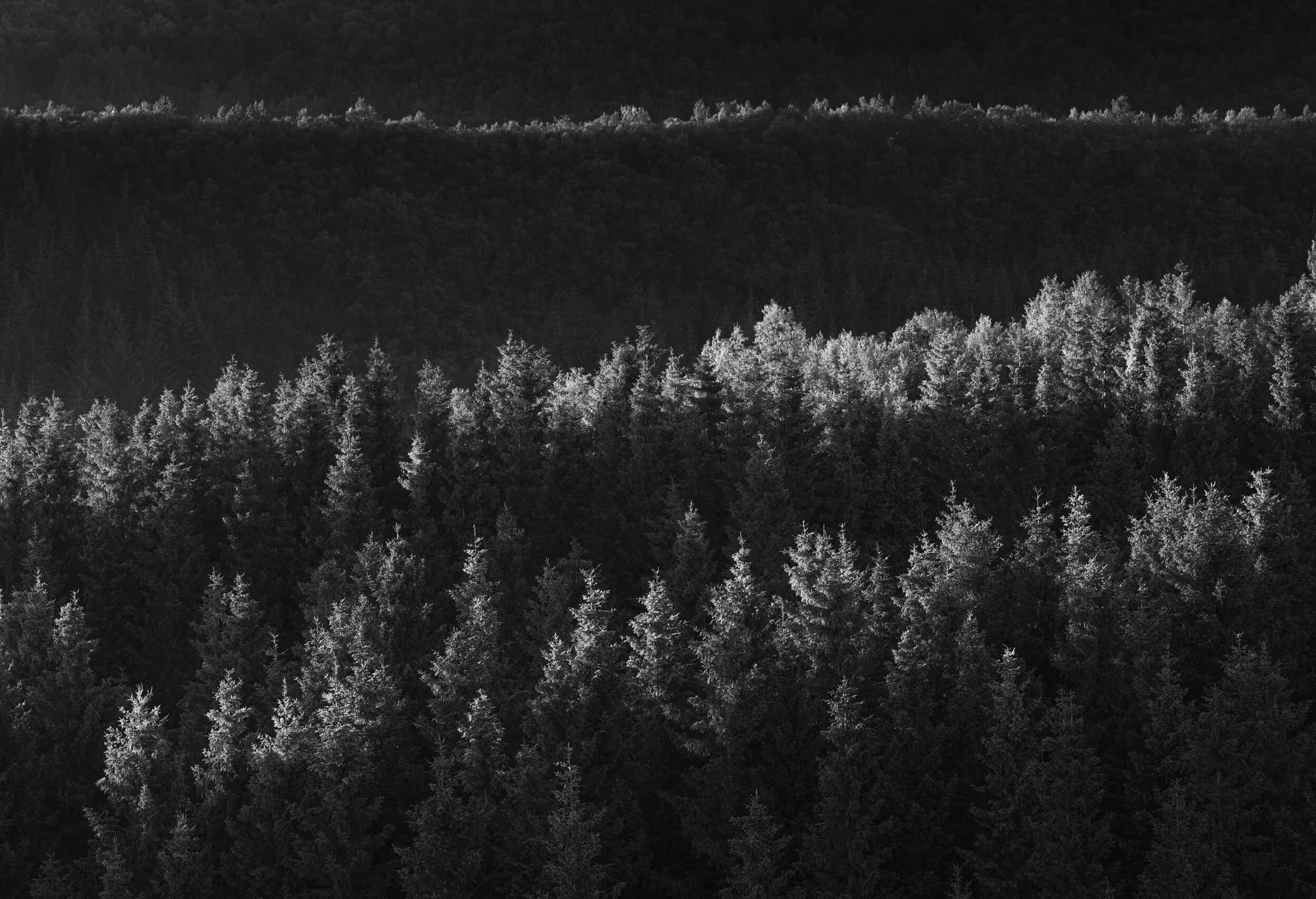Lyset i en mørk skog
