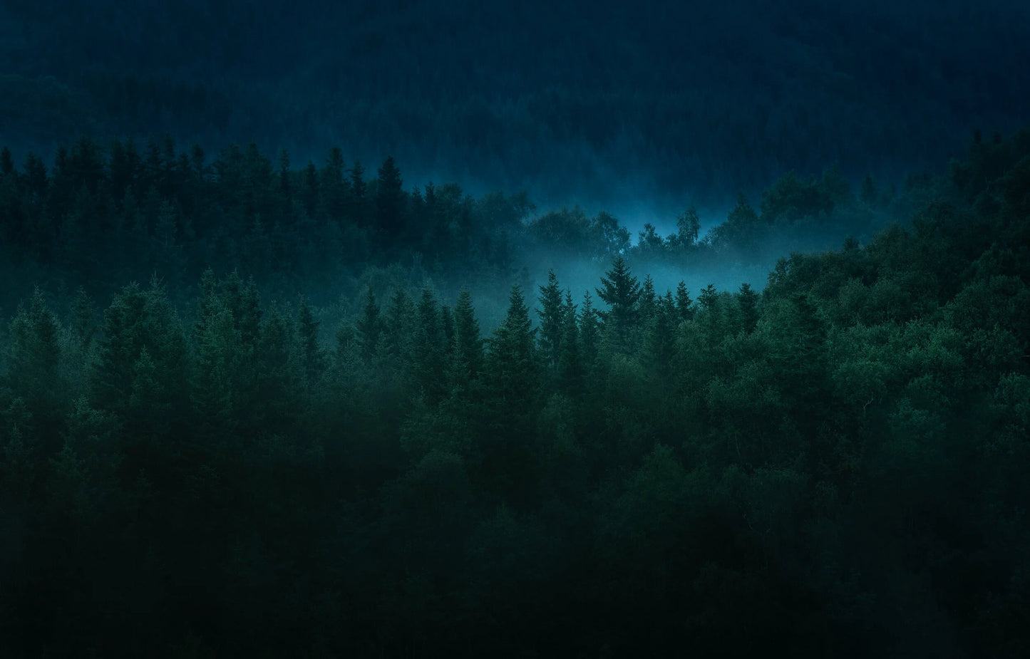 Tåkeskogen