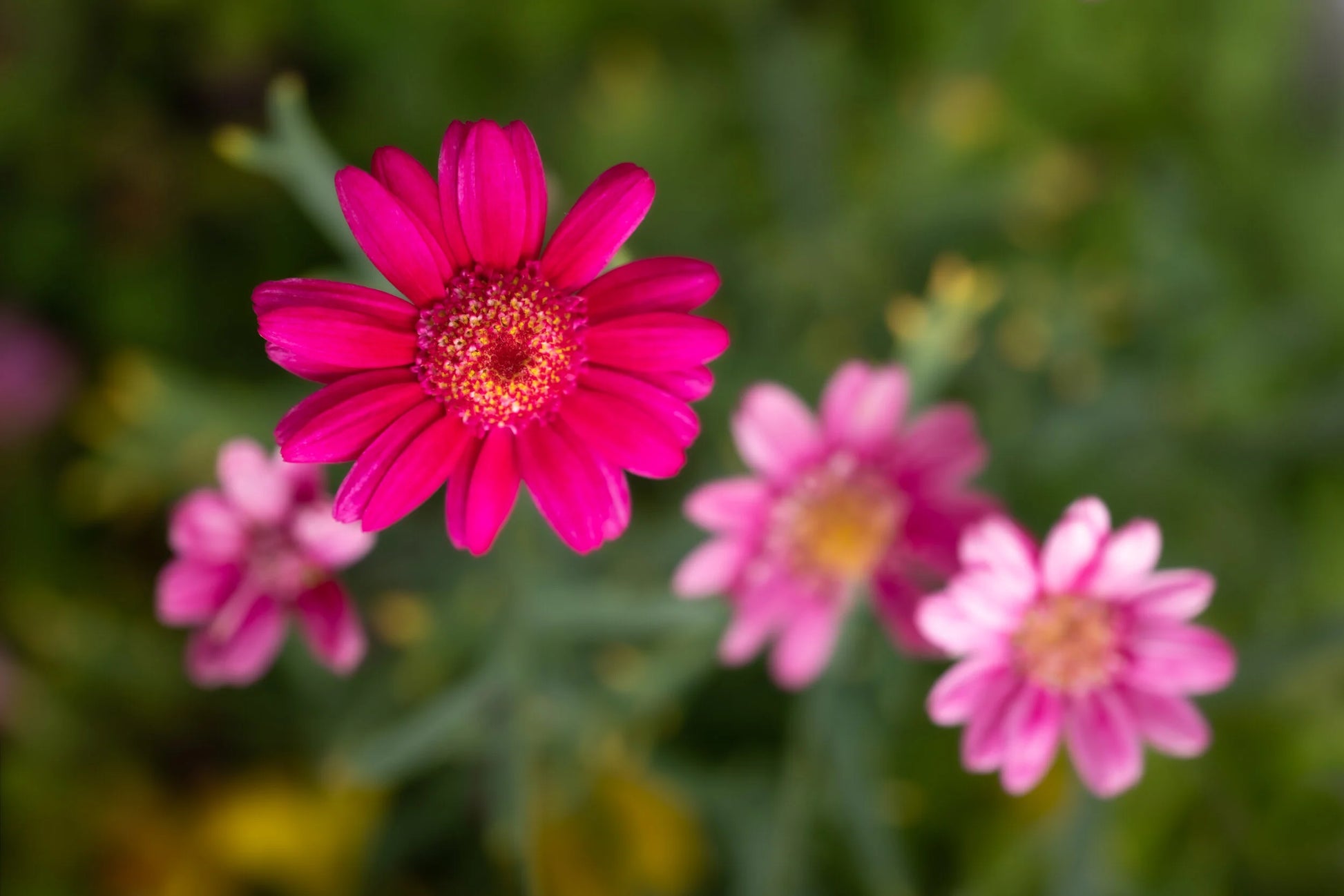 Hver blomst blomstrer i sin egen tid