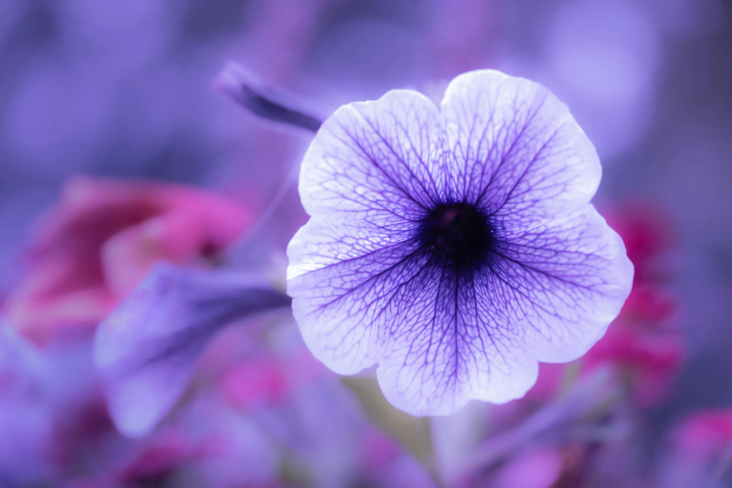 Når du blomstrer blir alt bedre