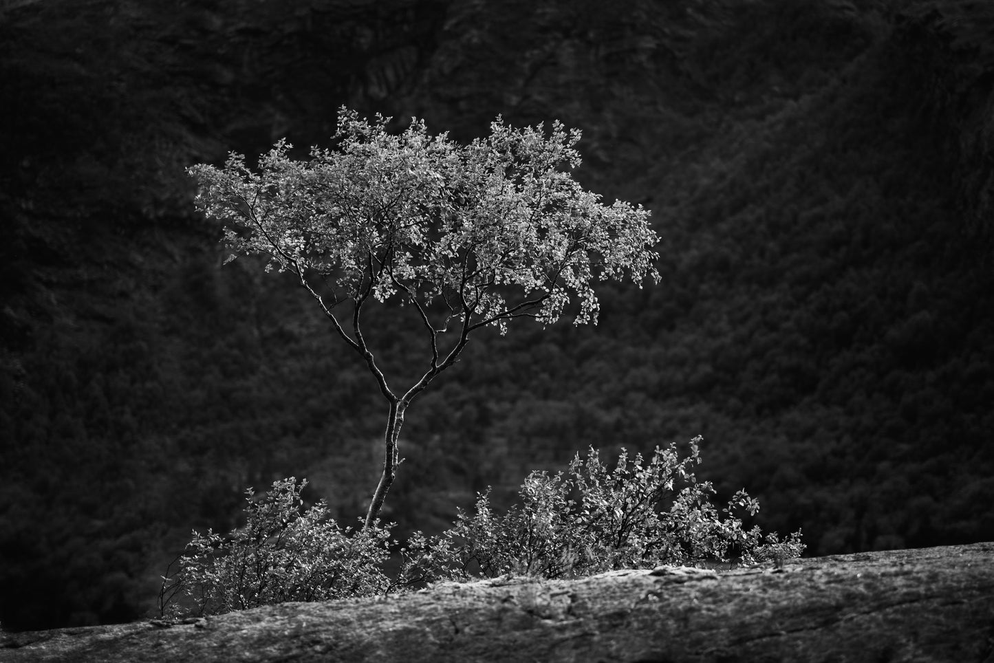 Tree of Beauty