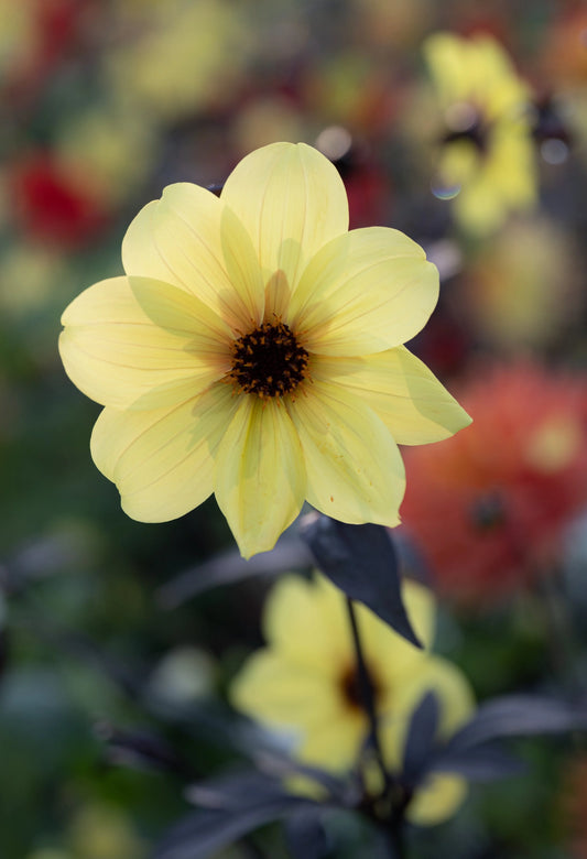 Vigelandsblomsten