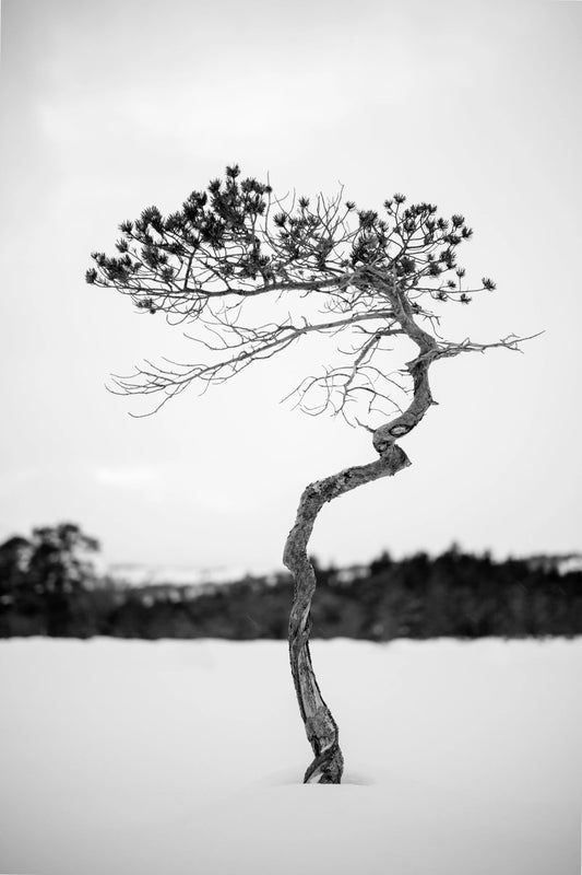 Furu værbitt