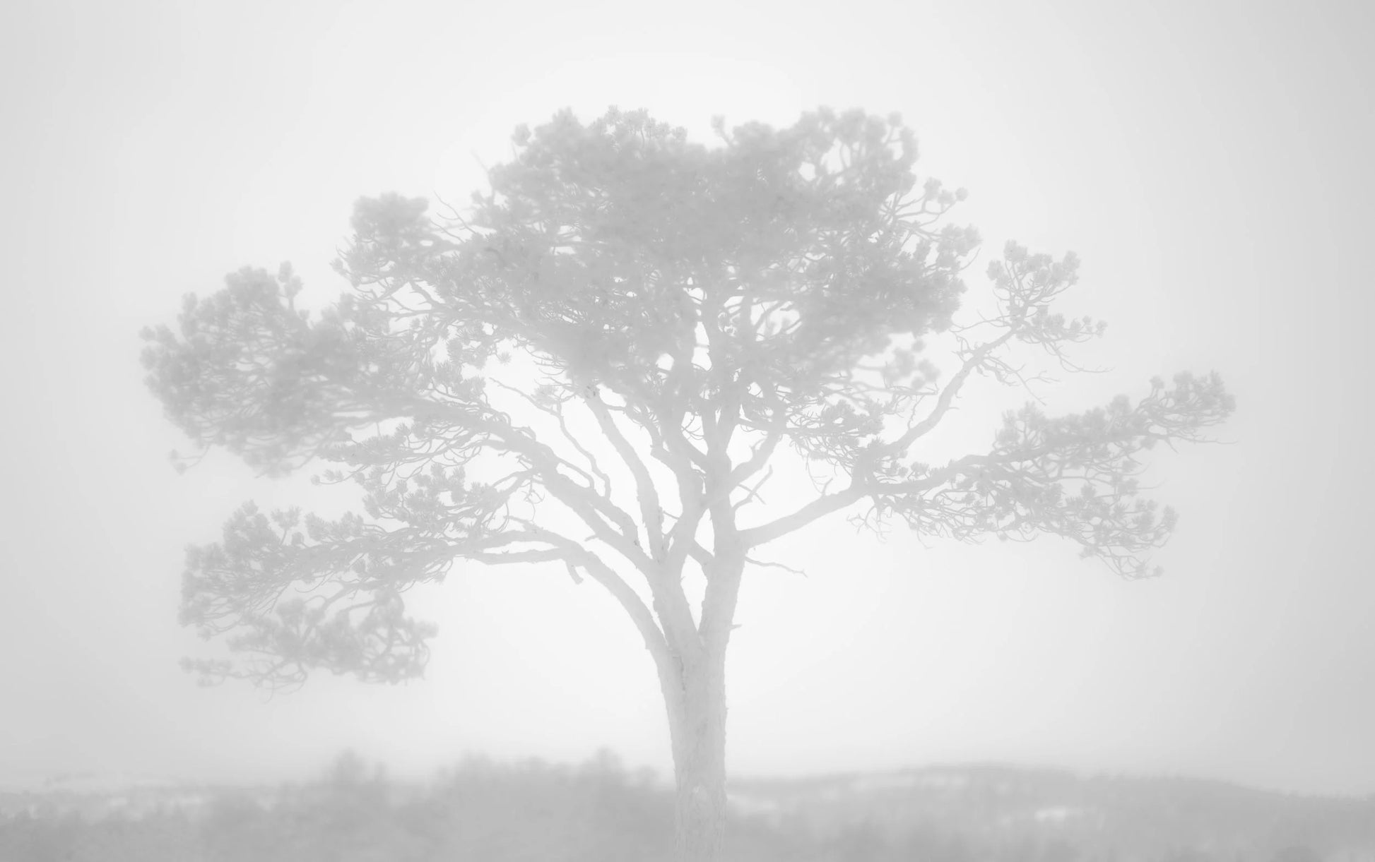 Tåketreet