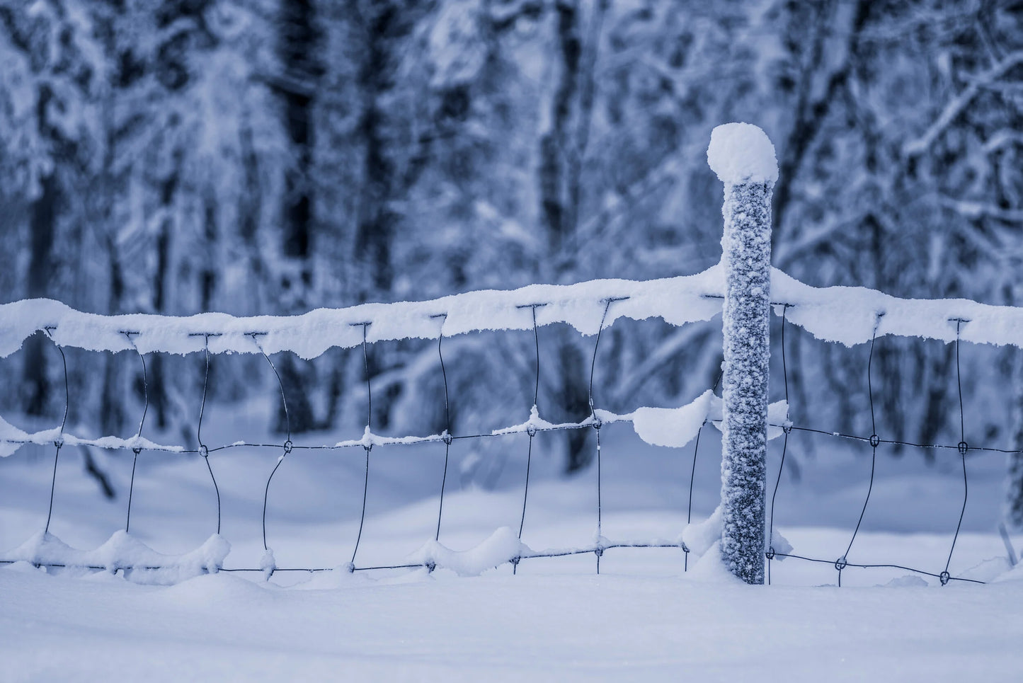 Snødekt